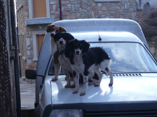 Los tres tenores - Habréis visto un ciervo volante o un cuervo echao palante, pero seguro que no habéis visto... <BR> <BR>Bueno, como podéis ver, no siempre las personas del pueblo son lo más interesante o curioso que podéis ver por aquí. <BR>Decía antaño la publicidad de la C15: "Se lo carga todo", y no voy a ser yo quien diga lo contrario. <BR> <BR>¿A dónde vais? Oh, vaya, ¡no siento mis dedos! ¡No tengo dedos! <BR>Creo que necesito un mimito. <BR> <BR>Bss y saludos a todos. <BR> - Fotolog