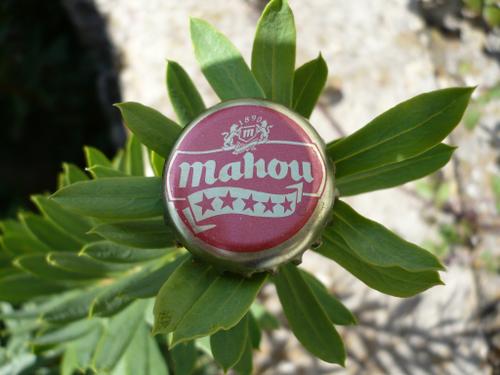 La Flor de Mahou - Bueno chavales, ya os vale, no hace falta que me amenacéis para que actualice, creo que con lo del gato colgado a la puerta de mi casa os habéis pasado... <BR> <BR>Bromas a parte, os presento uno de mis grandes descubrimientos: La Flor de Mahou. <BR>La mayoría pensaréis que esta cerveza se hace como todas, con su cebadita, su lúpulo, malta... pero no. En una de mis internadas en los profundos bosques de Fonfría, encontré este ejemplar, similar al que dio origen a tal cerveza siglos atrás. <BR>En fin, no os sintáis ignorantes por no haber sabido esto antes, solo los verdaderos degustadores de esta cerveza conocen su singular origen. Algún día vosotros también lo conoceréis. <BR> <BR>Un saludo para todos, borrachines. - Fotolog
