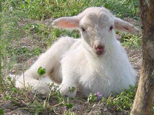 Oda a un borrego - Nacido de buena oveja en el pueblo de Fonfría, tendido en paja vieja nos sorprendiste aquel día con tu temprana osadía. Creciste entre corderos aprendiendo de tu madre rodeado de cien perros, de vallas de alambre, sin pasar ni gota de hambre. Tranquilo el tiempo pasaba sin temer por tu destino, mientras tu madre rezaba a lo humano y lo divino intuyéndolo sin mucho desatino. Pasaron las semanas, creciste hermoso y fuerte entre hermanos y hermanas, sin saber que la muerte asociada estaba a tu suerte. Un buen día a tu corral llegaron unos extraños pidiendole al mayoral, el cual era un poco huraño, que les diera un cordero del año. Le dijeron que un sorteo en las fiestas tendría lugar y sin mucho floriteo le empezaron a contar que estaban a punto de comenzar. El pastor, no sin dudar, aceptó la petición y un cordero fue a buscar al corral sin dilación tarareando una cancíón. El cordero tranquilo estaba cuando de pronto se dió cuenta de que un dedo lo apuntaba de una forma violenta con mirada descontenta. El borrego se llevaron los extraños aquel día y sin saberlo dejaron a una madre sin su cría y un corazón sin alegría. Tu destino está en la manos de algún desconocido y te recordarán tus hermanos pues con ellos has crecido disfrutando lo vivido. Esta es la historia del cordero sacado de aquel rebaño y a pesar de que el ganadero tenía fama de tacaño, será sorteado este año. - Fotolog
